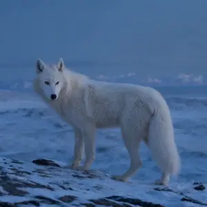 Arctic fox + Wolf
